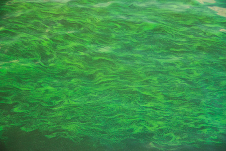 Green Water effect with sun reflection in swimming pool.の写真素材