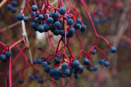 red berries under the snow on the bush branchの写真素材