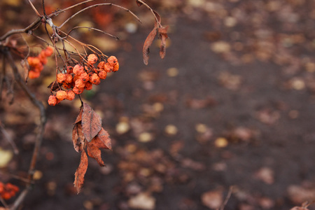 red berries under the snow on the bush branchの写真素材