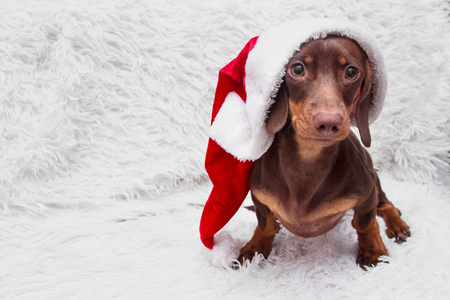 dog and cat and kitens wearing a santa hatの写真素材