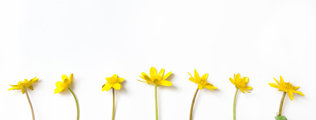 Flowers composition. Yellow flowers on white background. Flat lay, top view, banner