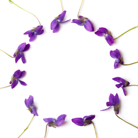 Floral composition. Violet flowers on white background. Flat lay, top view, copy space.の写真素材