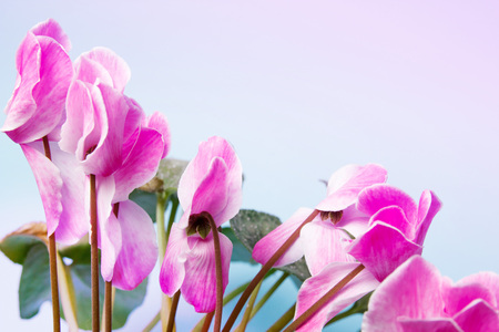 Pink flowers on blue background. Pastel colorsの写真素材
