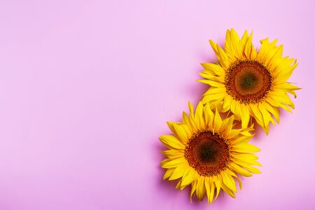 Yellow sunflowers on pink background with copy space. Top viewの写真素材