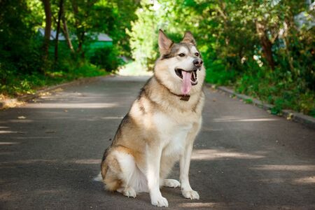 Portrait of a happy malamute dog sitting on the road in a park. Walk dog conceptの写真素材