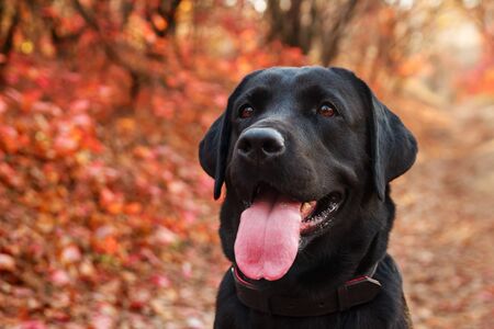 Portrait of a beautiful black labrador retriever against an autumnal forest. Canine background. Close up.の写真素材