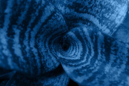 Trendy background with plant close up toned in color of the year 2020 classic blueの写真素材