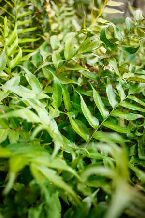 Green leaf texture background. Tropical plants close up.