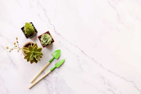 Collection of various succulents with garden tools in pots on marble background. Potted indoor house...