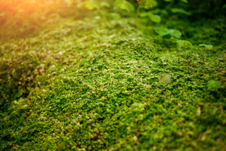 Beautiful moss on the ground and stone, moss close up.