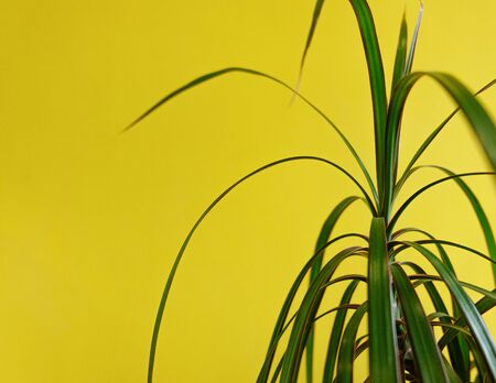 green indoor plant on the yellow wallの写真素材