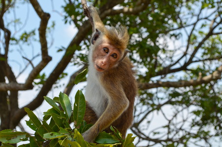 Young monkey hanging on the tree s branchesの写真素材