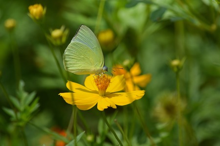 butterfly on top of cosmos flowerの写真素材