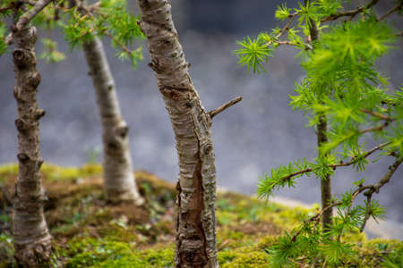 Tiny trunk of beautiful bonsai tree