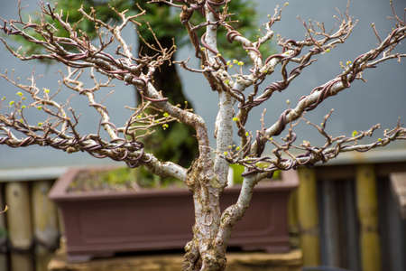 Small bonsai tree in the garden