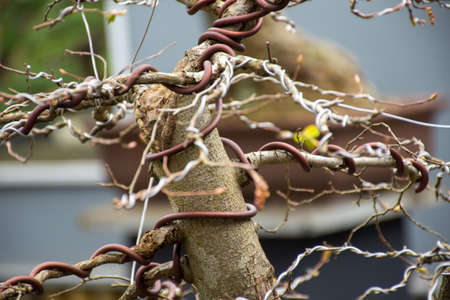 Small bonsai tree in the gardenの写真素材