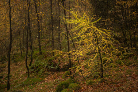 Woodland Light at Blea Tarnの写真素材