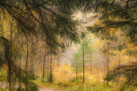 Woodland Walkの写真素材