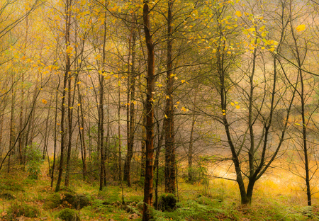 Autumn Lightの写真素材