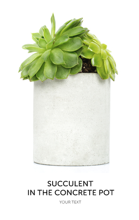 Succulent in white pot isolated on white backgroundの写真素材