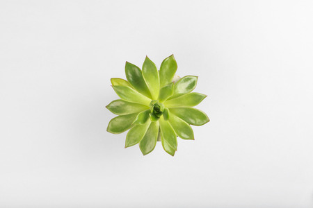Beautiful pattern of green succulent isolated on gray background. Flat lay, top view.の写真素材