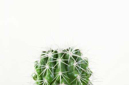 Green cactus on white wall backgroundの写真素材