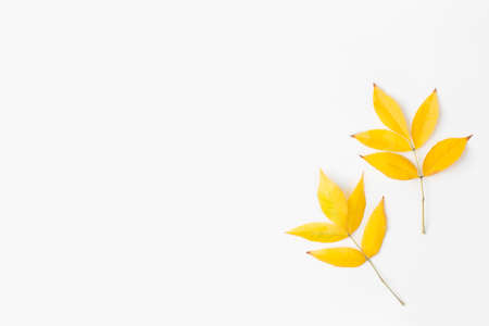 Autumn composition. Autumn leaves on white background. Flat lay, top view, copy space