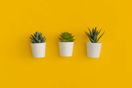 Succulents in a pots on a yellow background. Top view with copy space. Flat lay.の写真素材