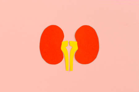 paper kidneys on pink backgroundの写真素材