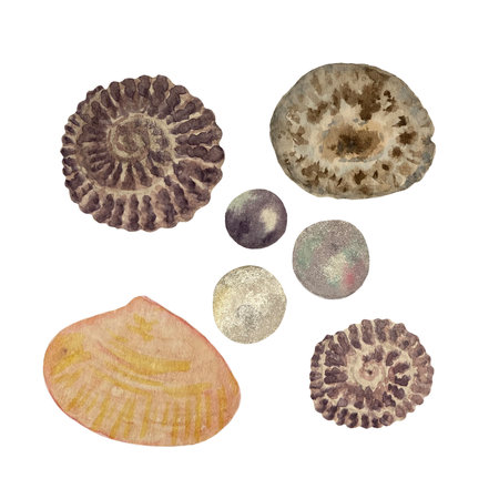 Watercolor set of shells isolated on white