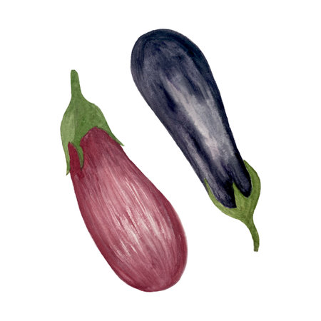 Watercolor hand drawn eggplants isolated on whiteの写真素材