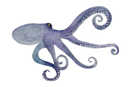Watercolor hand-drawn octopus isolated on whiteの写真素材