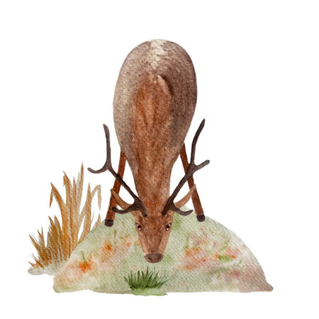 Deer watercolor flat composition isolated on whiteの写真素材