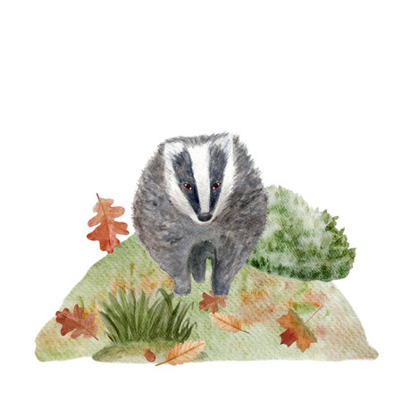 Badger watercolor flat composition isolated on whiteの写真素材