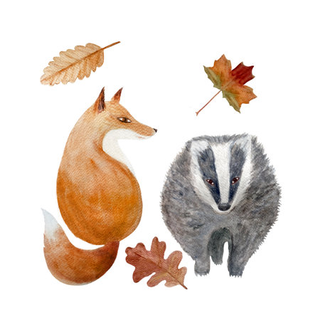 Fox and badger watercolor flat illustration isolated on whiteの写真素材