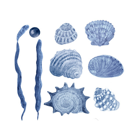 set of blue monochromatic shells, seaweed and a pearl in watercolor isolated on white. Hand-drawn illustration for decor, wrapping paper, restaurant menu, stickers, tourism, tape, dishes, room designの写真素材