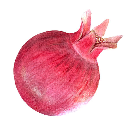 A pomegranate illustration isolated on white, showcasing fruits rich texture. The hand-painted watercolor art captures the essence of this exotic fruit, perfect for culinary designs, home decor, printsの写真素材