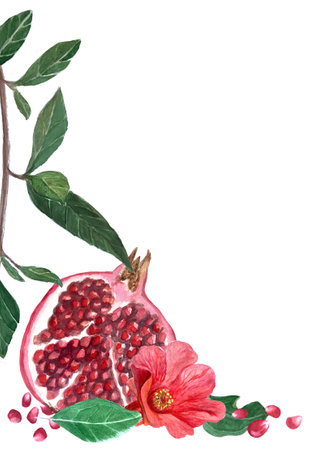 Red pomegranate with seeds and green leafs detailed watercolor vertical card isolated on white. Hand drawn realistic art for fall harvest, culinary designs, home decor, prints. Autumn plant clip artの写真素材