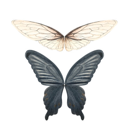 Butterfly insect wings black and light cream hand painted watercolor set. High quality illustration. Wings collection perfect for scrapbooking, handbags, textile, tape, stickers, cards decor and designの写真素材