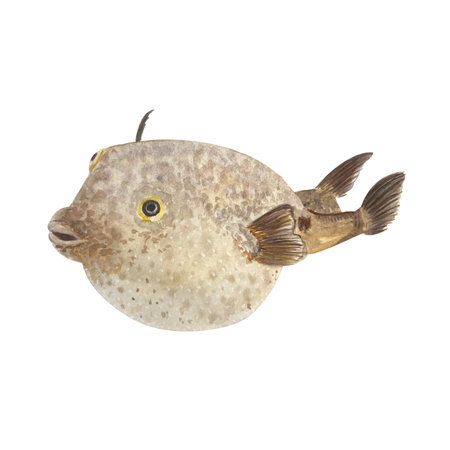Puffer fish watercolor illustration isolated on white. High quality hand drawn sea creature clip art perfect for blog posts, posters, cards, notebooks, oceanarium, menu, kitchen decor and design. Fuguの写真素材