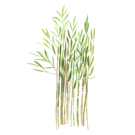 Bamboo, green plant watercolor illustration isolated on white. Hand drawn high quality clip art perfect as a design element for landscapes, cards, posters, garden decor, blog post.の写真素材