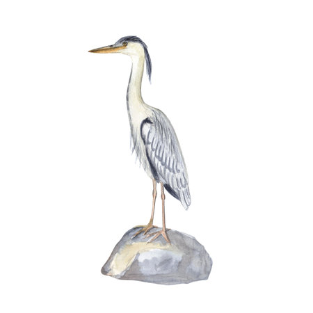 Grey heron water bird standing on a stone watercolor illustration isolated on white. Hand drawn clip art sketch style perfect for cards, posters, stickers, book decor, Asian style landscape designの写真素材