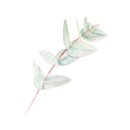 Eucalyptus branch watercolor illustration with pointed leaves on white background. Hand-painted art ideal for wedding invitations, natural cosmetics branding, packaging, fabric, eco decor, stationeryの写真素材