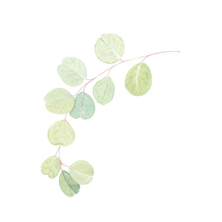 Eucalyptus branch watercolor illustration with round leaves on white background. Hand-painted art ideal for wedding invitations, natural cosmetics branding, packaging, fabric, eco decor, stationeryの写真素材