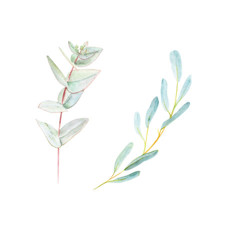 Eucalyptus branches set on white background. Hand-painted watercolor botanical illustration, perfect for wedding invitations, eco-friendly packaging, textile design, cosmetic branding, wrapping paper, natural decor projectsの写真素材