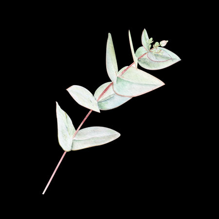 Eucalyptus branch watercolor illustration with pointed leaves on black background. Hand-painted art ideal for wedding invitations, natural cosmetics branding, packaging, fabric, eco decor, stationeryの写真素材