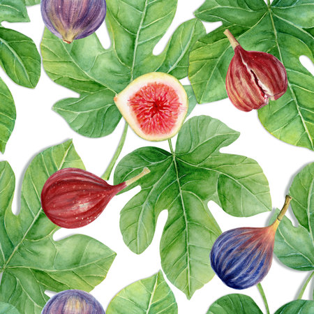 Figs with leaves, detailed texture watercolor seamless pattern isolated on white. Hand-painted botanical clipart for fabric design, food packaging, eco branding, seasonal decor, healthy lifestyle projectsの写真素材