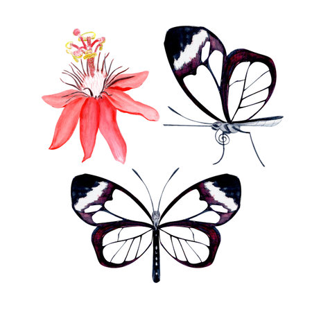 Glasswing butterflies and passionflower blossom elegant watercolor set isolated on white. Hand-painted art perfect for tropical decor, botanical card, eco branding, packaging, or wedding invitations.の写真素材