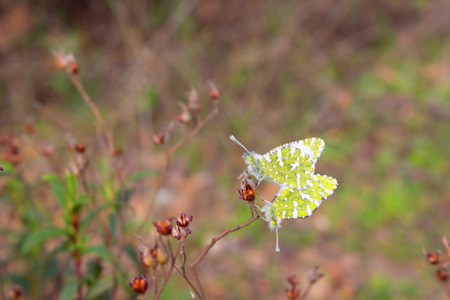 Two butterflies. Yellow.