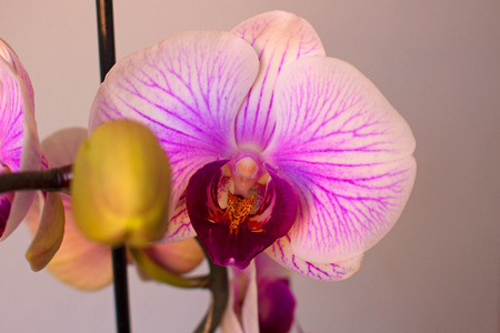 Orchid.の写真素材